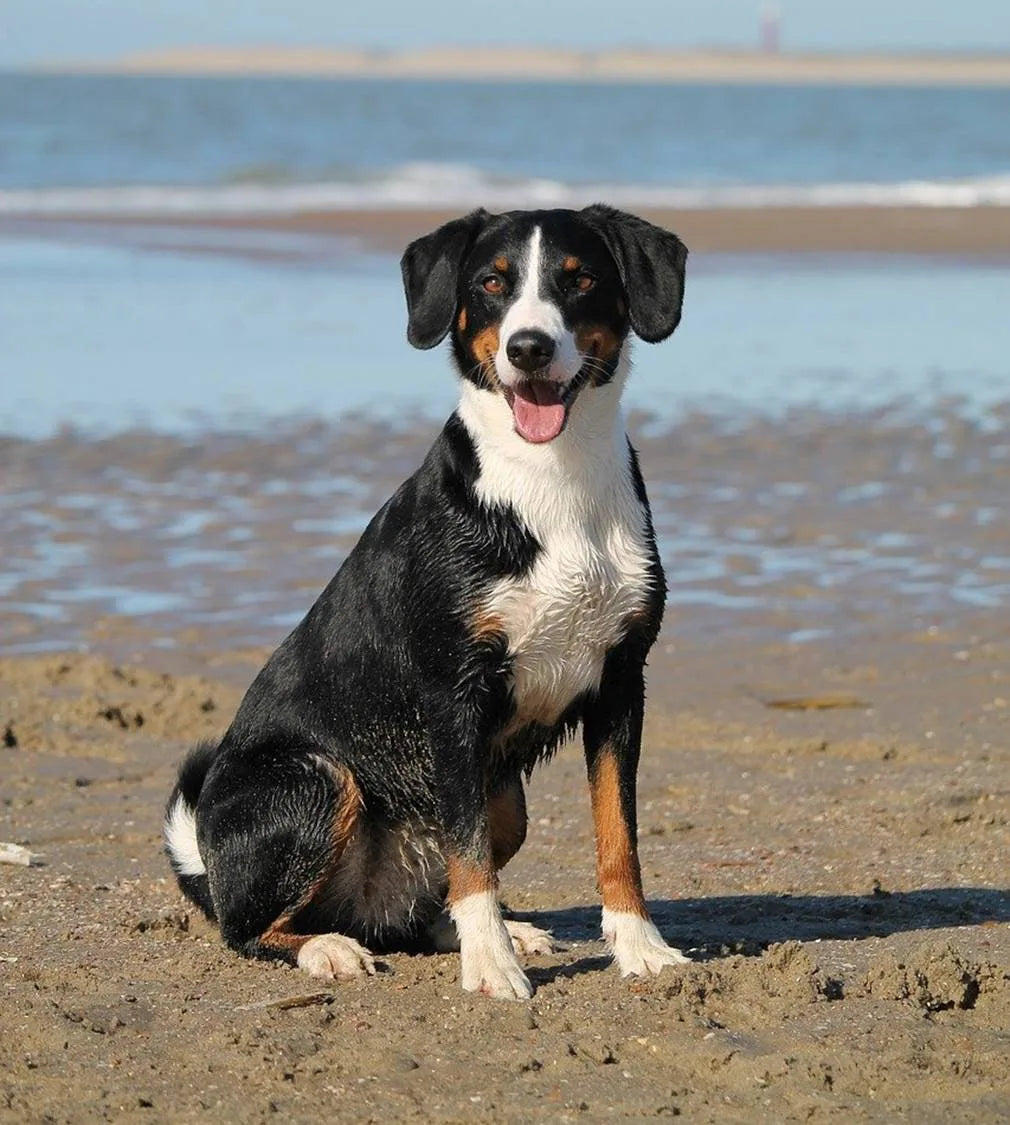 How Can Dogs Beat the Summer Heat? What To Feed and What Not To?