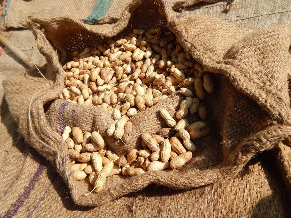 Peanut Butter For Dogs? Are Peanuts A Safe Snack?