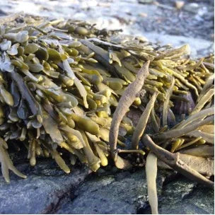 Harnessing the Power of the Ocean: Seaweed Powder for Dogs