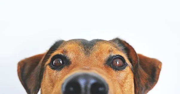 Tummy trouble? Decode dog food for fussy pups