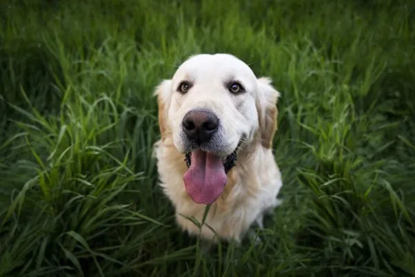 Home-cooked food? Packaged wet dog food? What’s better for you and your dog?