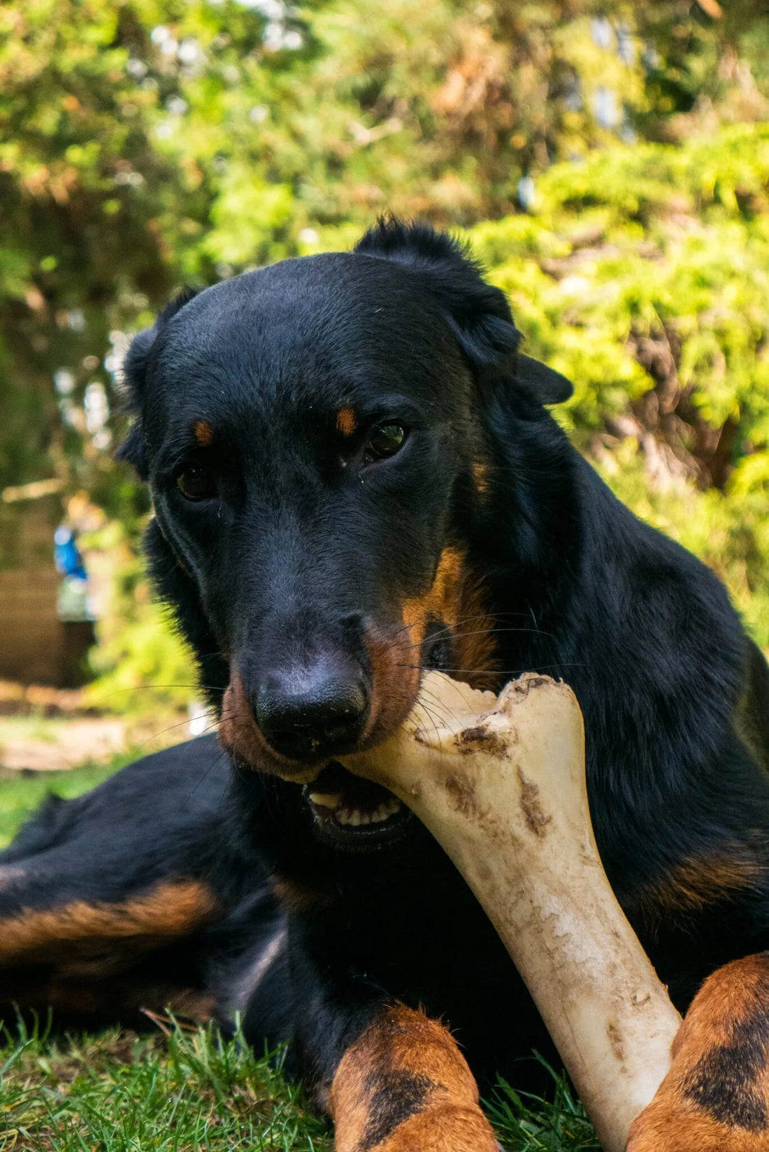 The Risks of Cooked Bones for Dogs: A Cautionary Tale
