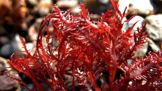 Unlocking the Secret to Stronger, Healthier Bones: Algae Calcium Powder for Dogs