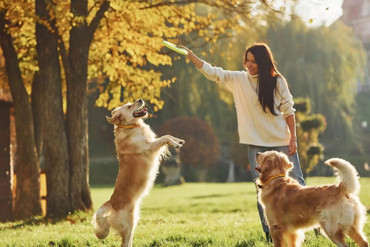 Perils of dry dog food and why pet parents should say no to it!