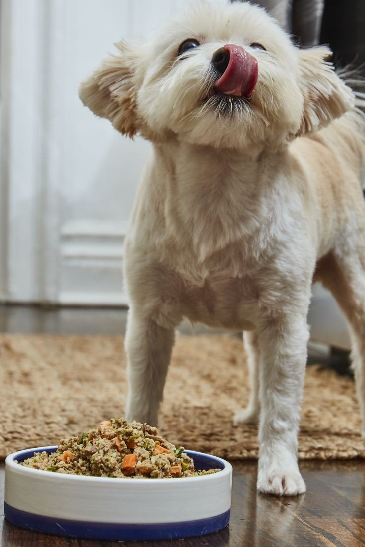 Nurturing Gut Health in Dogs: Essential Tips for a Happy Tummy